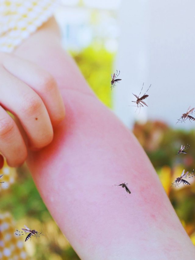 7 Kitchen Hacks To Ward Off Mosquitoes This Rainy Season