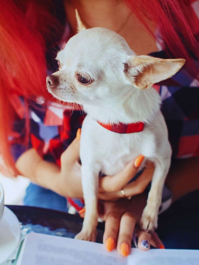 Pet dog