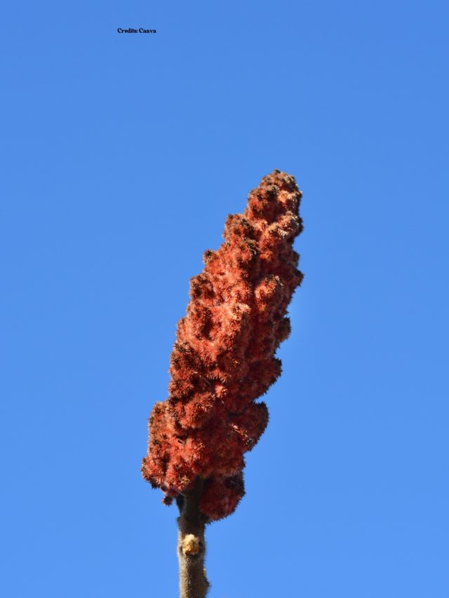 What Is Sumac? 6 Things You Need To Know About This Middle Eastern Spice