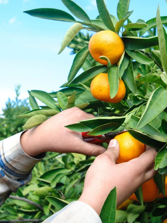 fruit picking 1