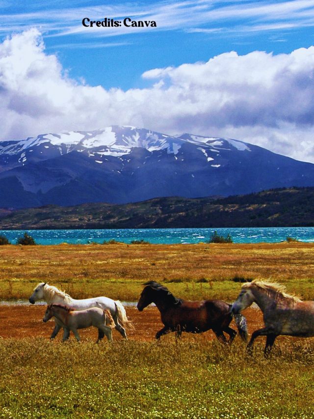 horses