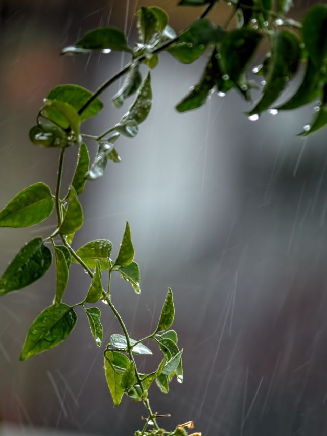 monsoon dishes 1