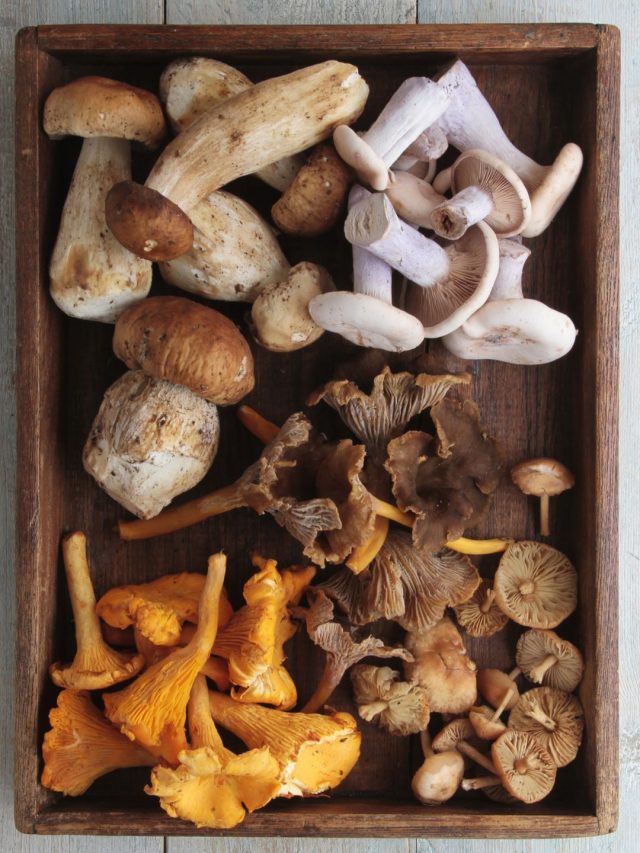 mushrooms that mimic meat