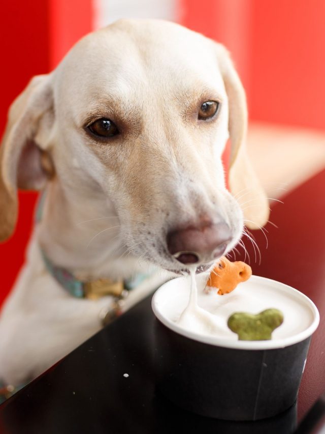 8 Pet Friendly Eateries In Mumbai To Visit With Your Floofs 8 Pet Friendly Eateries In Mumbai To Visit With Your Floofs