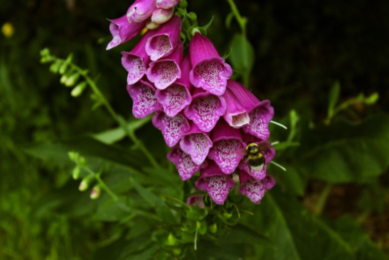 kashmir flowers