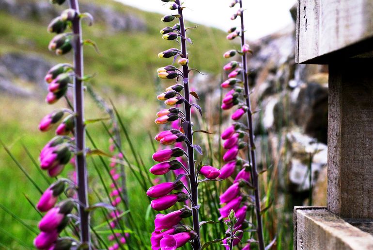 Foxglove, A Beautiful Bell-Shaped Flower, Blossoming In The Valleys Of J&K Attracts Tourists