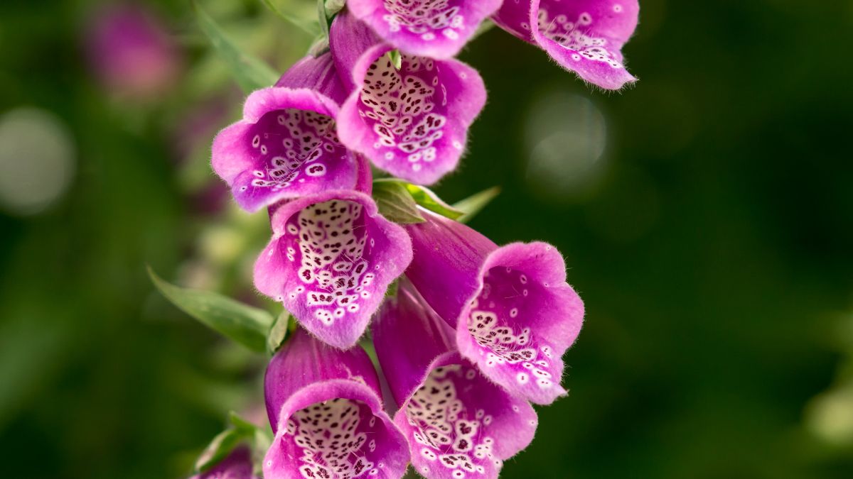 Foxglove, A Beautiful Bell-Shaped Flower, Blossoming In The Valleys Of J&K Attracts Tourists