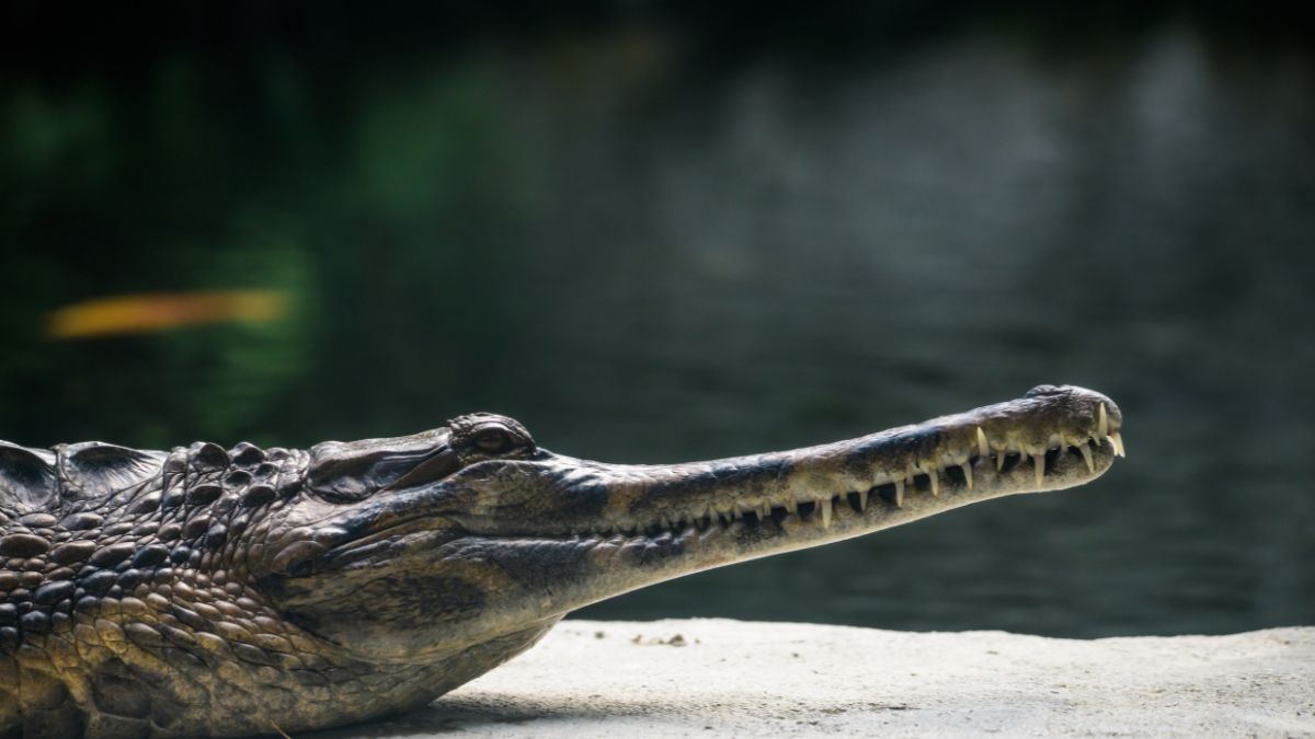 Indian Gharials In America? America’s Largest Reptile Bank Applies To Import Reptiles From Tamil Nadu
