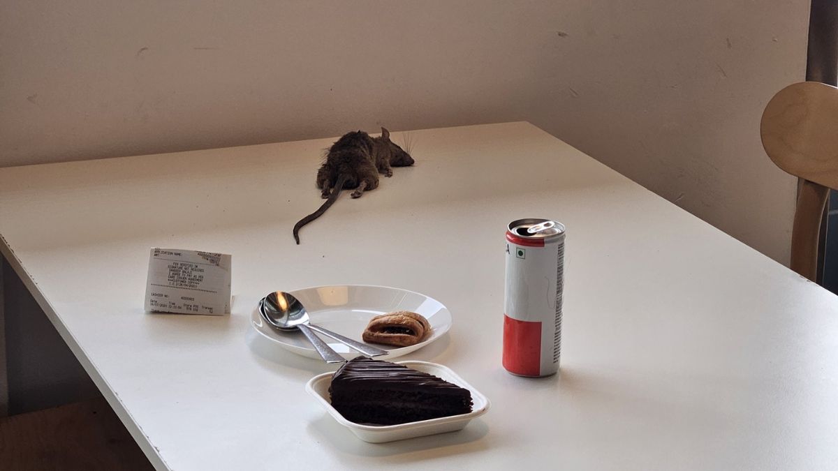 Dead Rat Falls On Woman’s Food Table At IKEA Bengaluru; Swedish Giant Apologises For Mishap