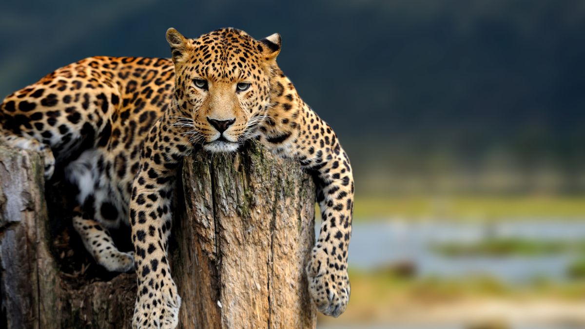 Watch: Leopard Walks Into Mumbai’s Film City & Kills Dog; Camera Traps Installed To Catch It