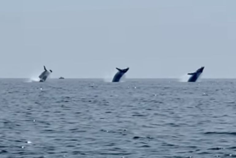 three whales