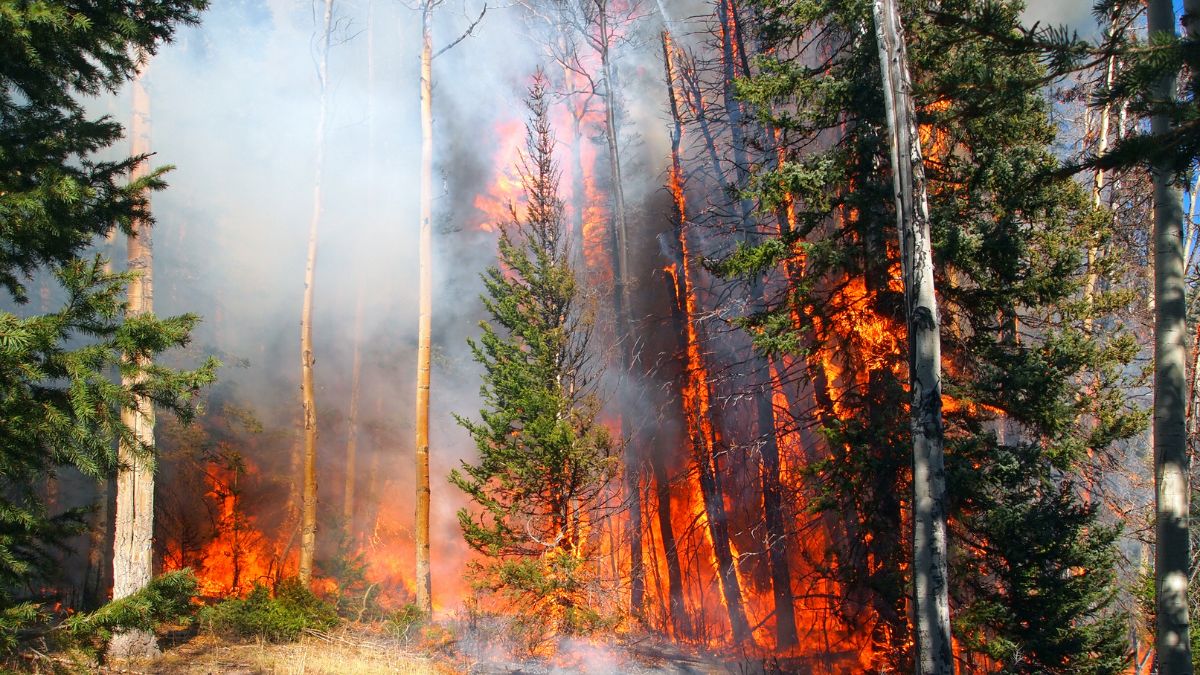 Rhodes Wildfire: Blaze On Greek Island Creates Chaos; Horrifying Pics And Videos Go Viral