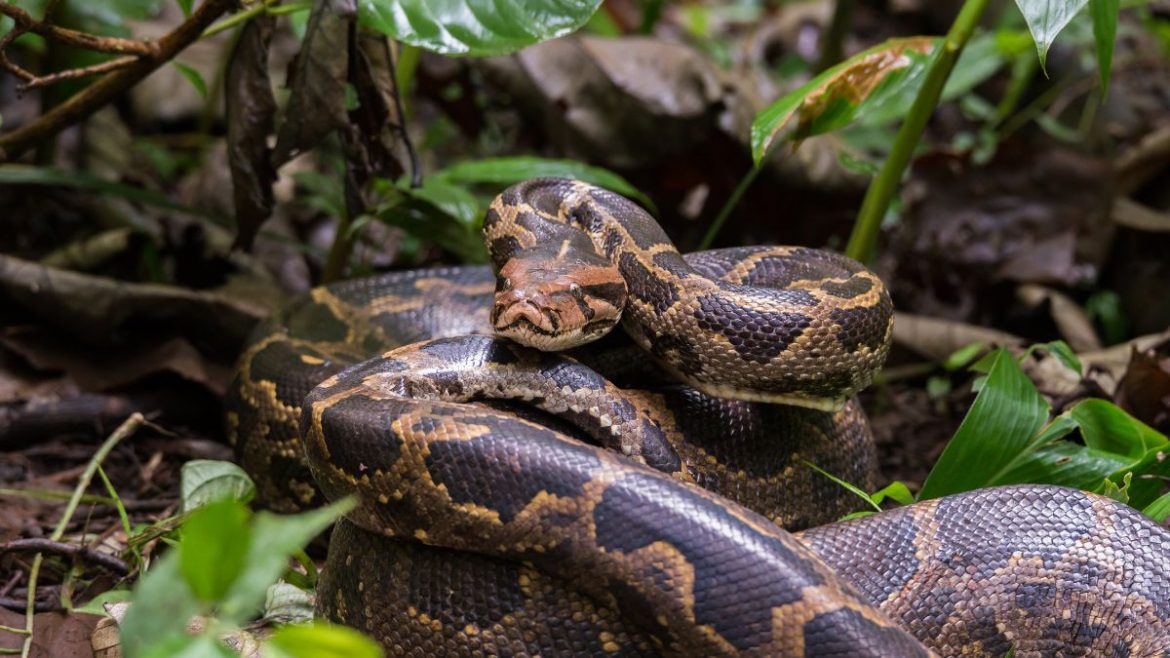 4-Foot-Long Indian Rock Python Climbs 13th Floor Tower In Mumbai’s ...