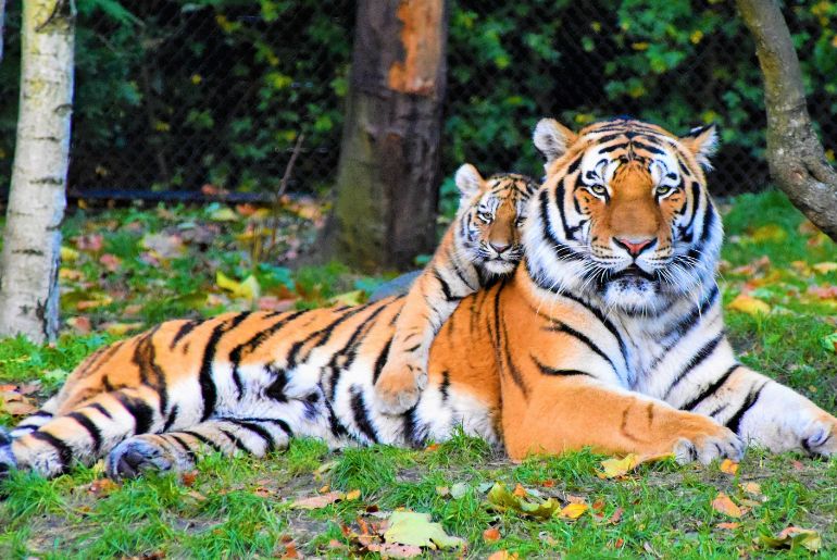 tiger population india