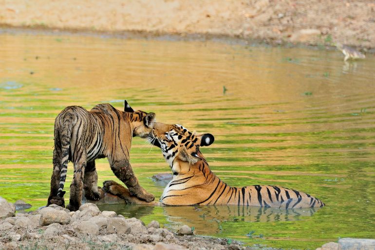 tiger population india