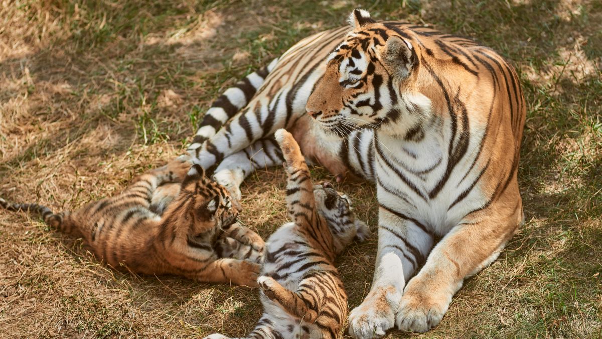 How Many Tigers Are There In India? Here’s A State-Wise Breakdown As Per The New Census