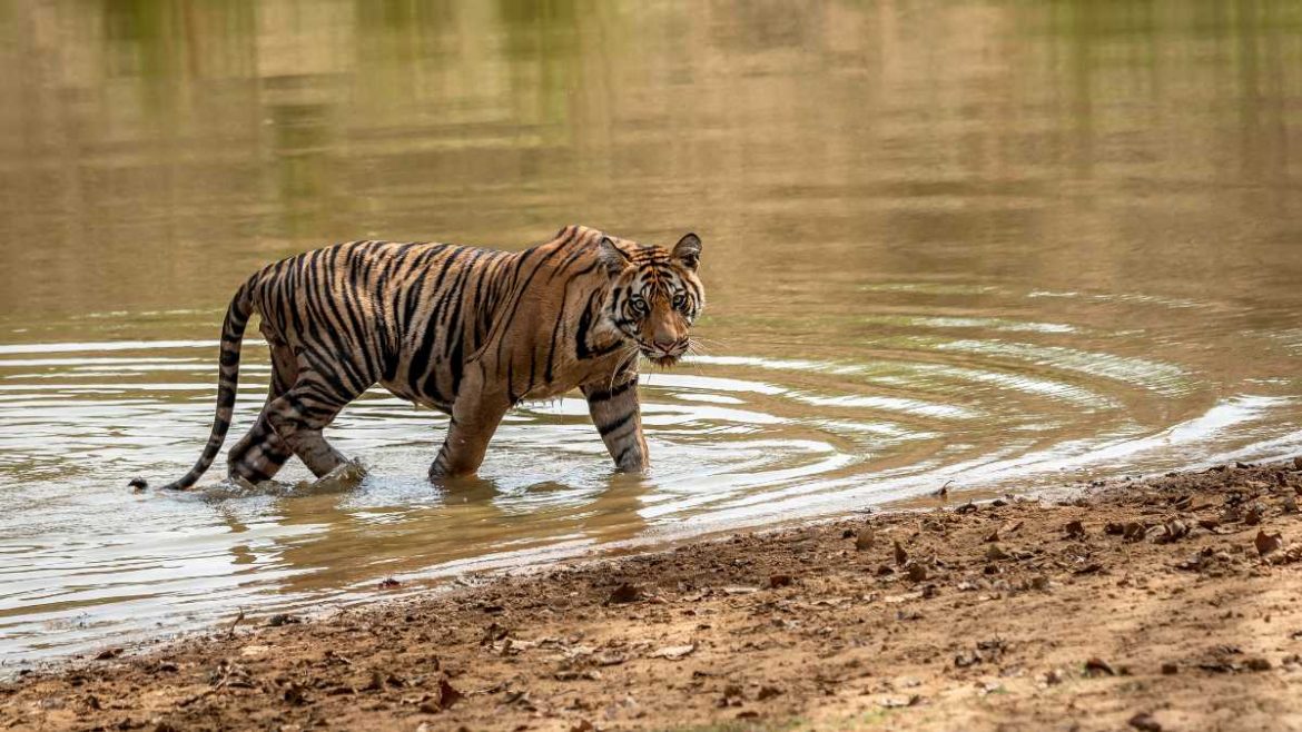 Maharashtra's Fav TadobaAndhari Tiger Reserve To Get New Entry Gate At Buffer Zone In Somnath