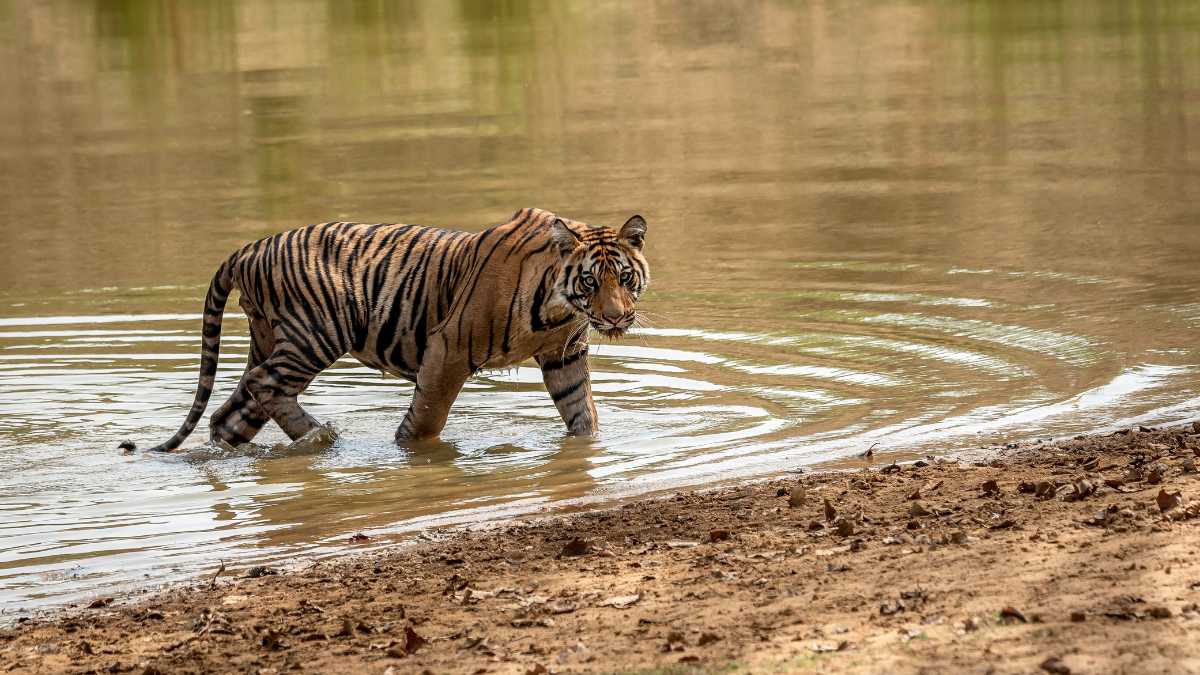 Maharashtra’s Fav Tadoba-Andhari Tiger Reserve To Get New Entry Gate At Buffer Zone In Somnath
