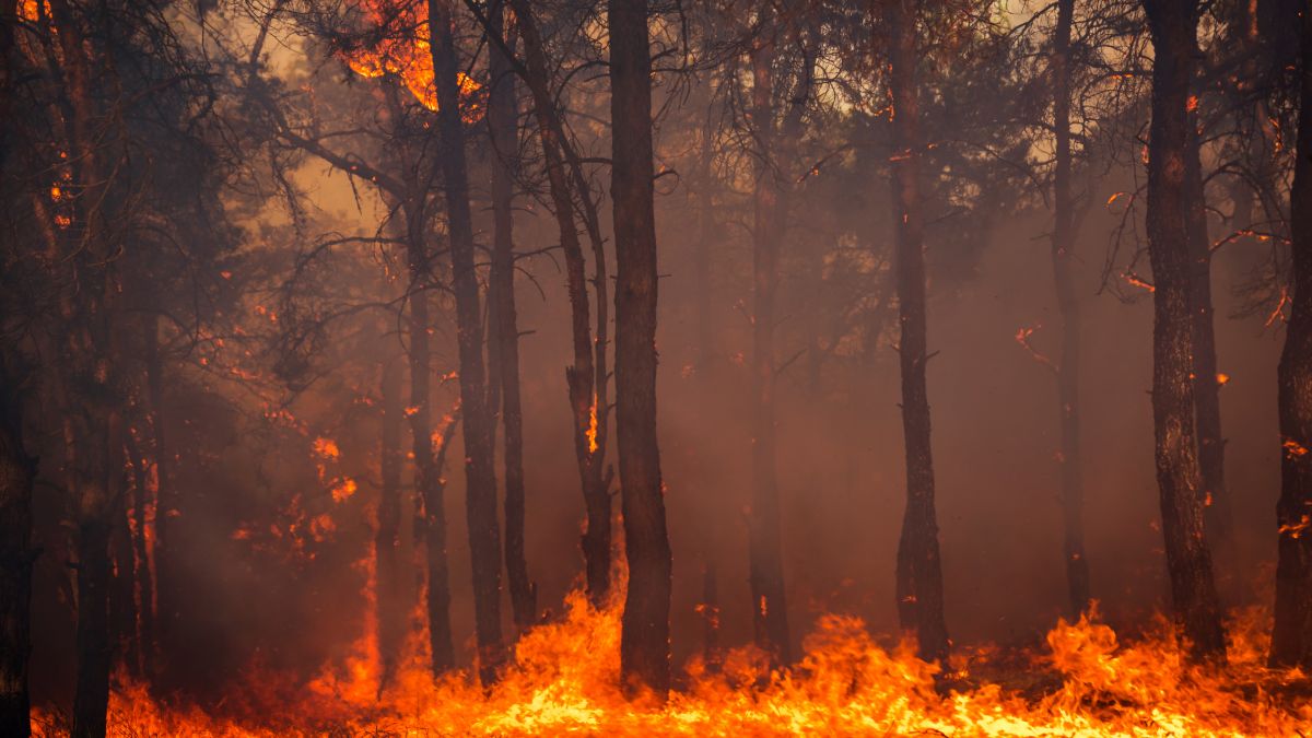 Algeria wildfires, climate change, europe wildfires, death toll of algeria wildfires
