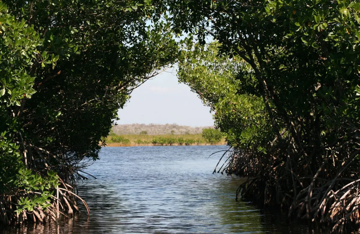 Vikhroli Mangrove