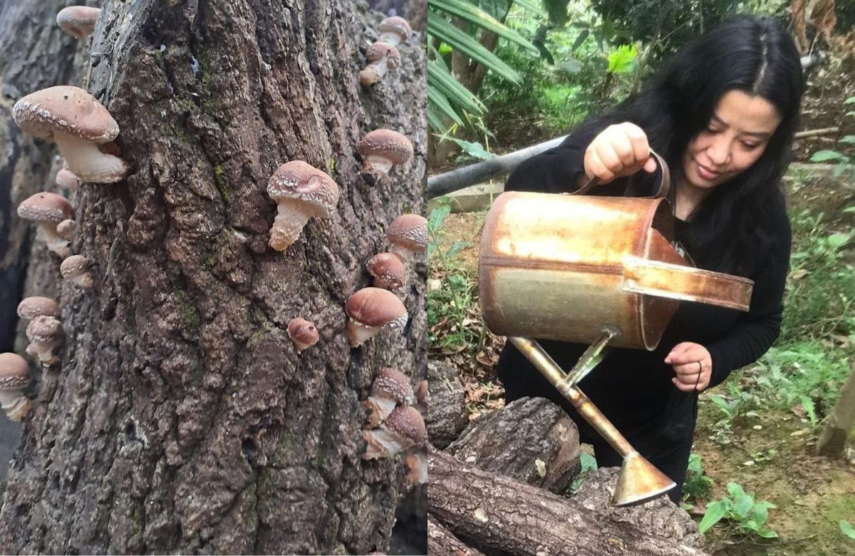 What Are Shiitake Mushrooms? 34-YO Naga Girl Grows & Sells These Unique Chemical-Free Ones