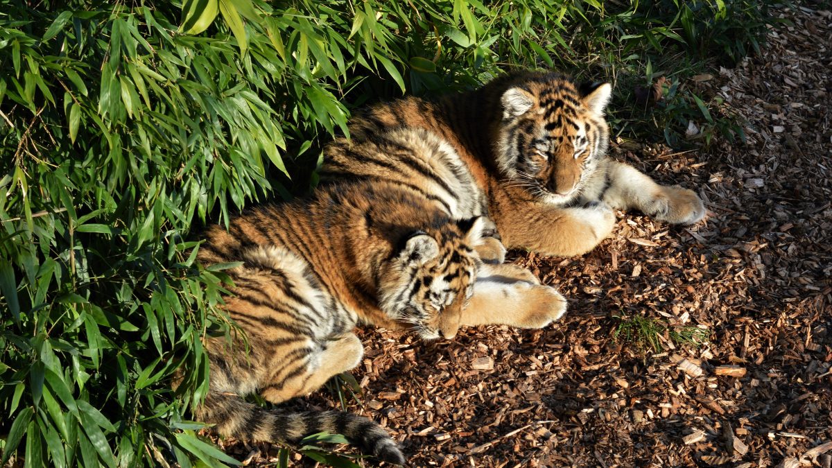 Tiger Cubs Found Dead In Mudumalai Tiger Reserve, The Unexplained Deaths Raise Questions