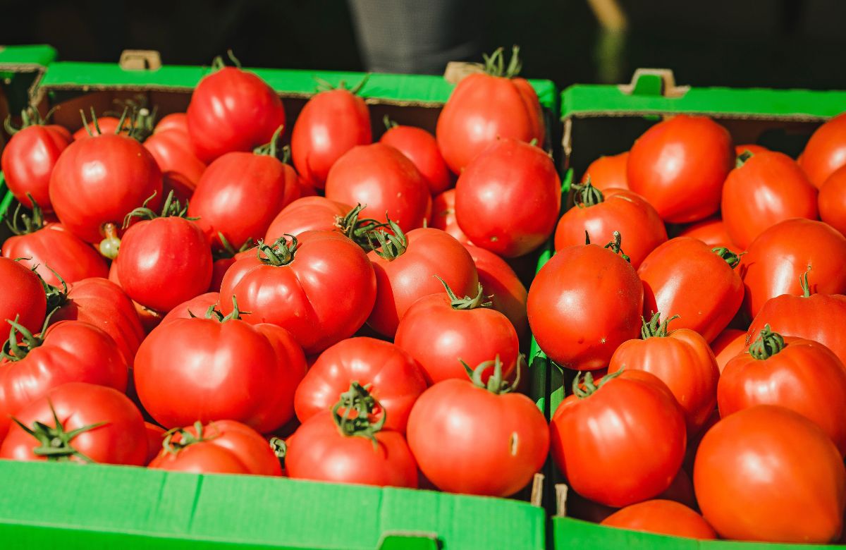 Tomato Prices Drop In Bengaluru, Mumbai, Hyderabad & More; Here’s Why The Prices Are Going Down