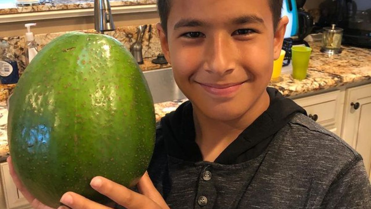 Hawaii Family Grow World’s Heaviest Avocado Weighing 2.55 Kg. It Looks Like a Watermelon!