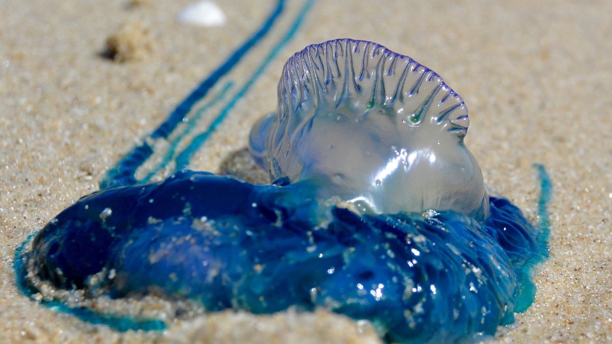 Blue Bottle Jellyfish Wash Up At Mumbai’s Juhu Beach Again; Here’s Why You Should Be Careful