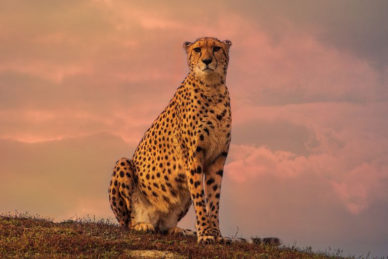 cheetahs india
