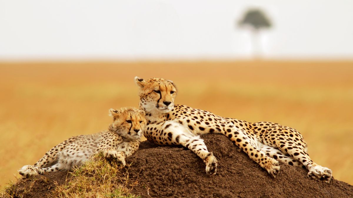 Cheetahs Are Developing Thick Fur For African Winter; May Be Fatal In Indian Climate