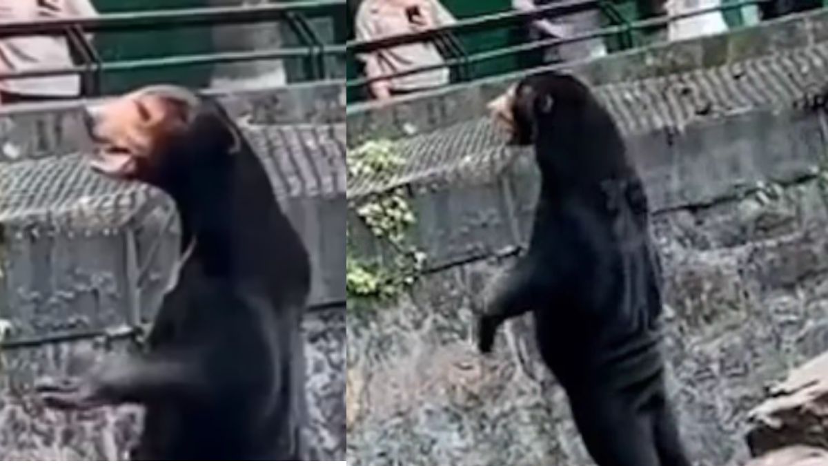 Viral Video: Is It A Bear? Or A Human? Hangzhou Zoo In China Has To Explain