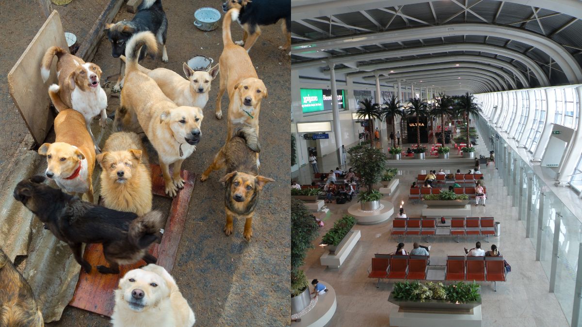 stray dogs Mumbai airport