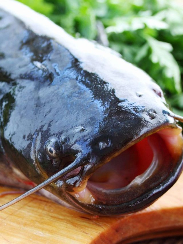 Catfish 1_11zon