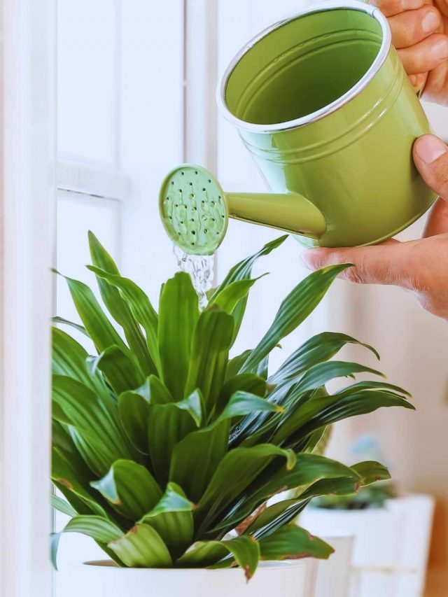 Home Plant