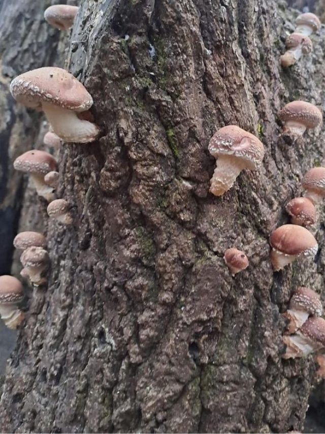 7 Forests In India Where You Can Go Mushroom Foraging