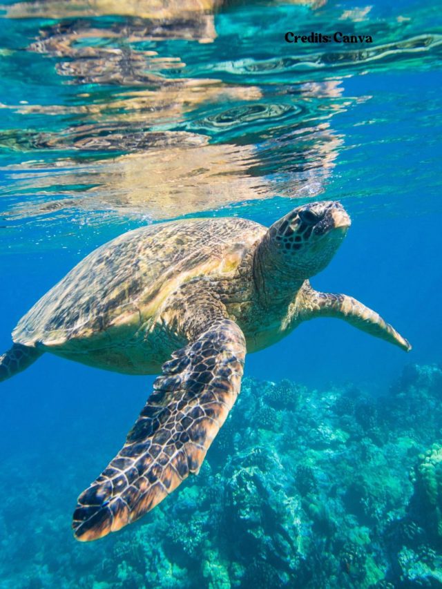 Underwater activities