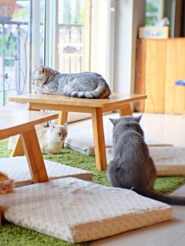 Spend PurrFect Times In These Best Cat Cafes Across India