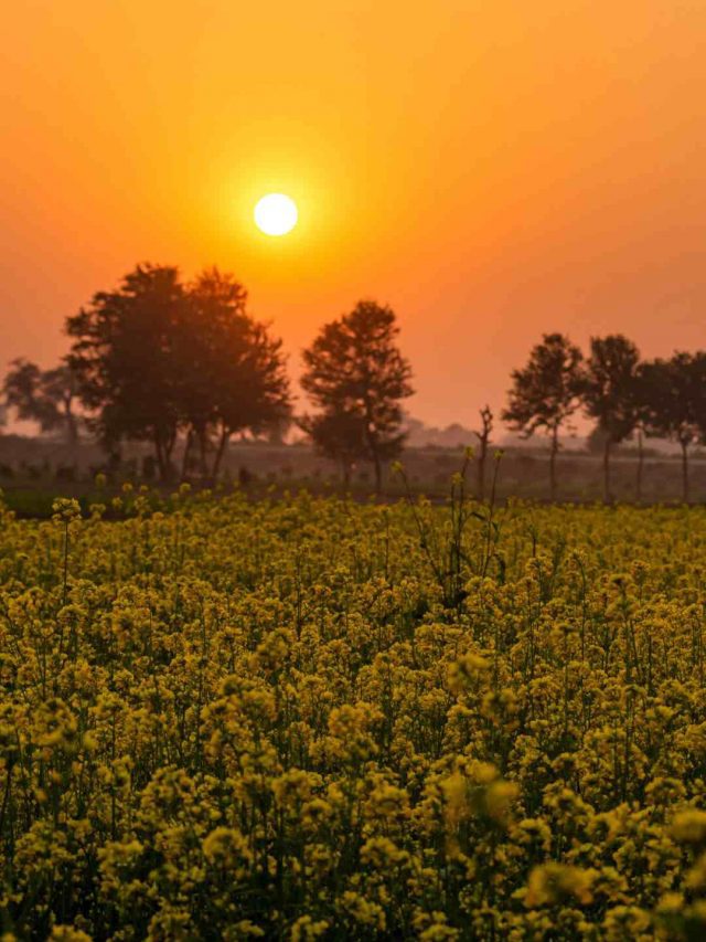 punjab_11zon