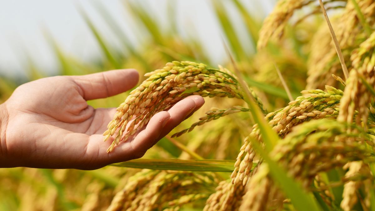 World Economic Forum Listed These 3 Majorly Affected Crops Due To Record High Temp; List Inside