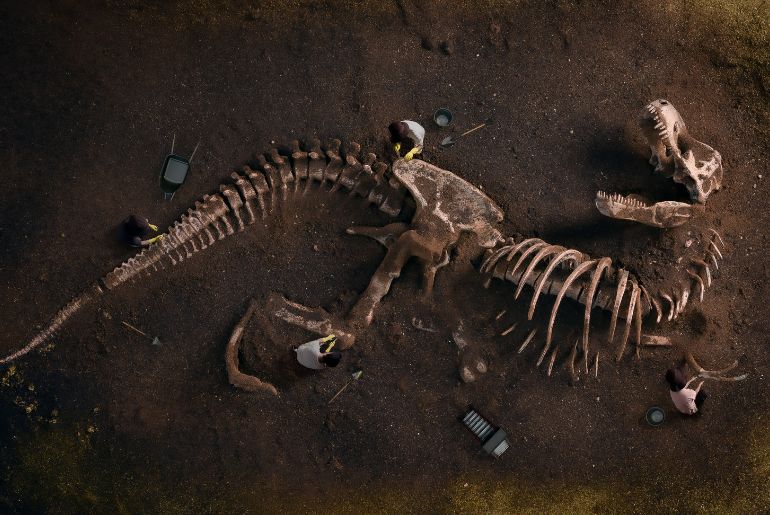 dinosaur , jaisalmer, rajasthan archaeology, fossil fnds, remains, plant eating dinosaur