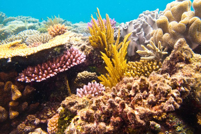 marine life, marine biology, water pollution, sea tourist destinations