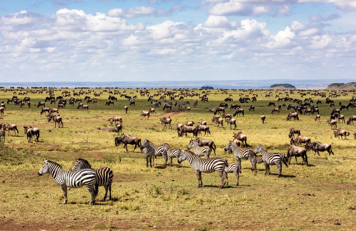 The Great Migration Of Kenya’s Masai Mara: Why Now Is The Best Time To Witness This Spectacle?