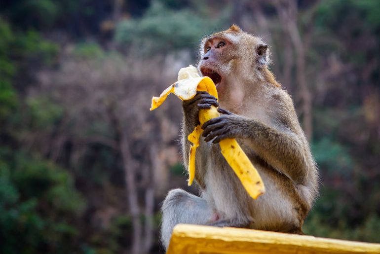 monkey feeding sikkim