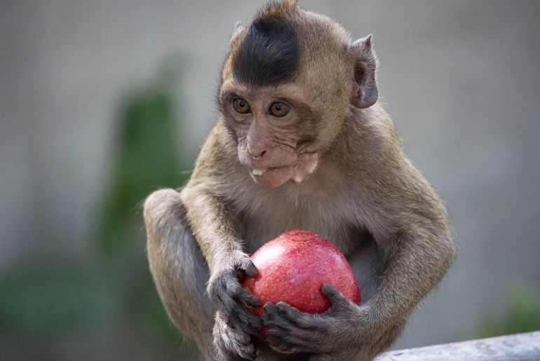 monkey feeding sikkim