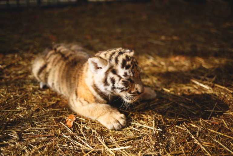 tiger cubs found dead