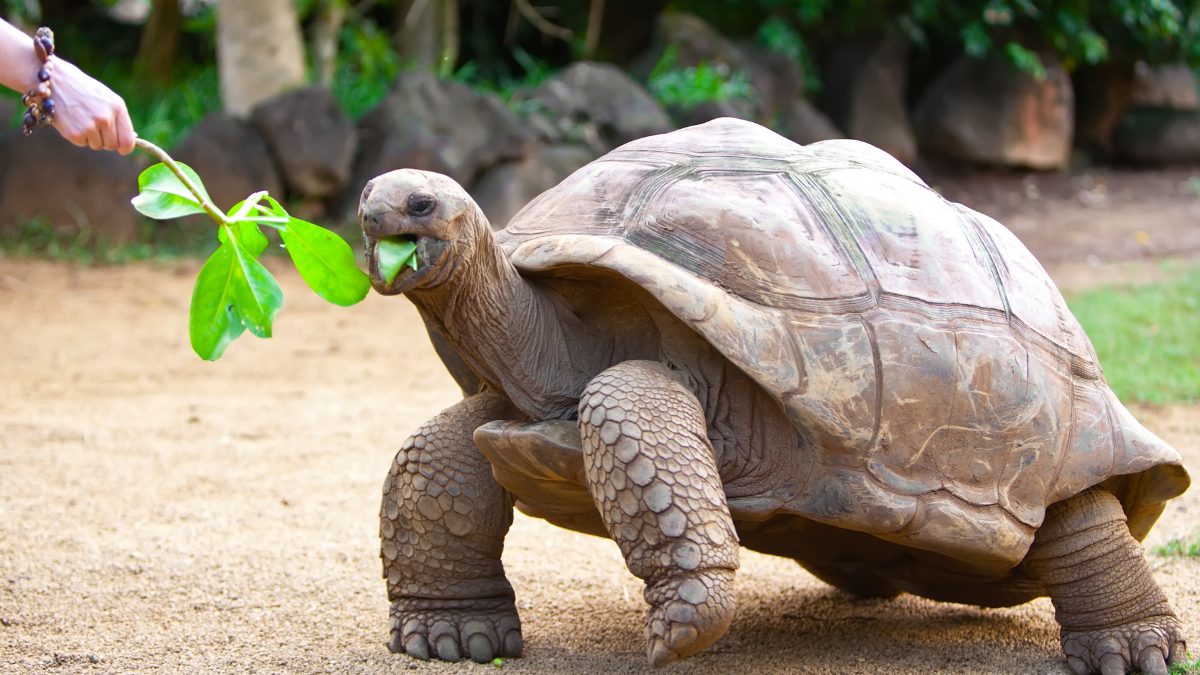 6 million-year-old turtle