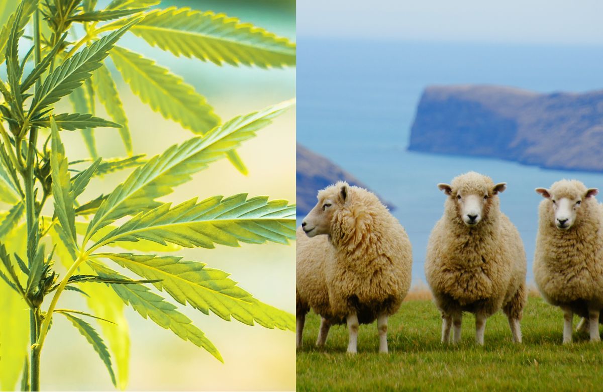 Flock Of Sheep Gets High On 100 Kg Of Cannabis In Greece; Here’s What Happened Next…