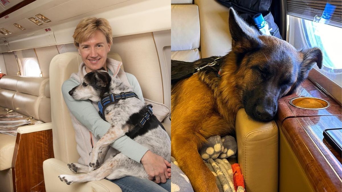 Jet Off To London With Your Pets On Your Laps With This Luxe Private Jet Service For Fur Babies