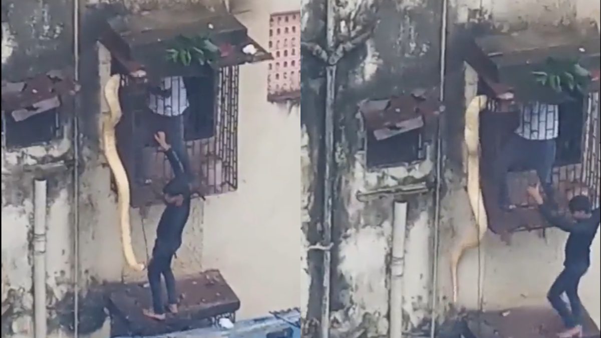 Enormous Snake Dangled From A Kitchen Grill In Thane, Watch The Dramatic Rescue